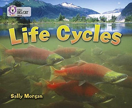 Life Cycles