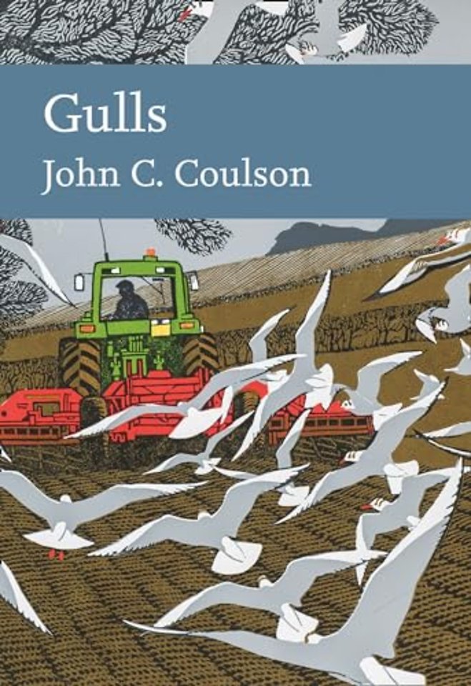 Gulls