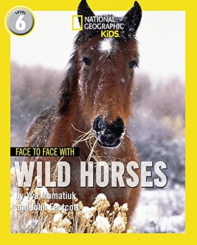 Face to Face with Wild Horses