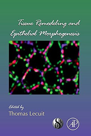 Tissue Remodeling and Epithelial Morphogenesis