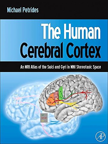 The Human Cerebral Cortex