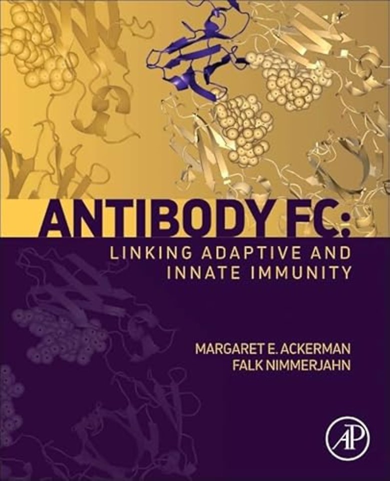 Antibody Fc