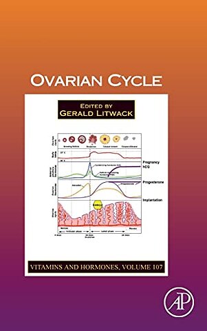 Ovarian Cycle