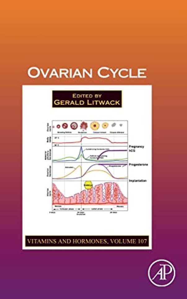Ovarian Cycle