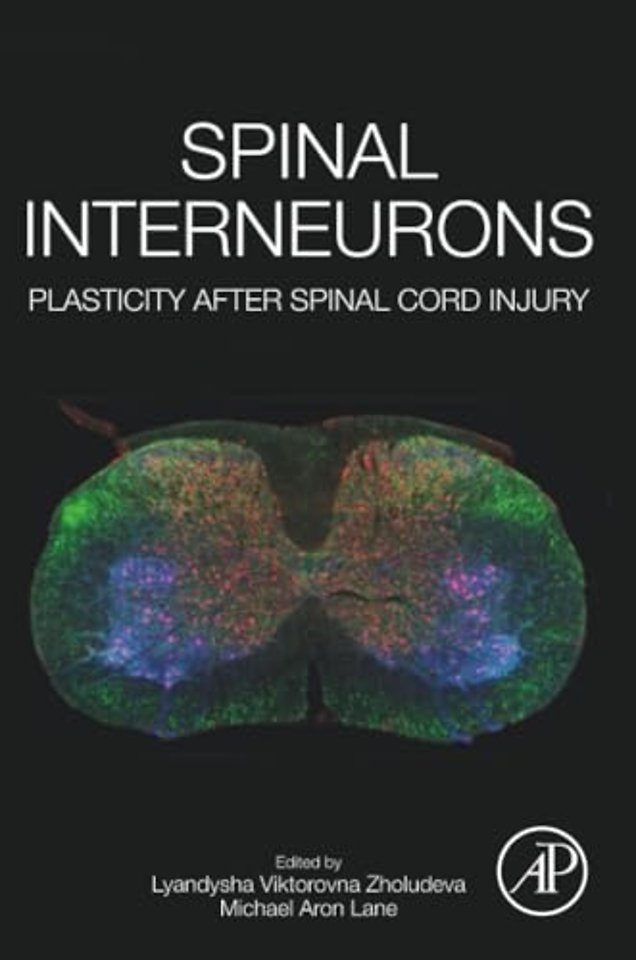 Spinal Interneurons