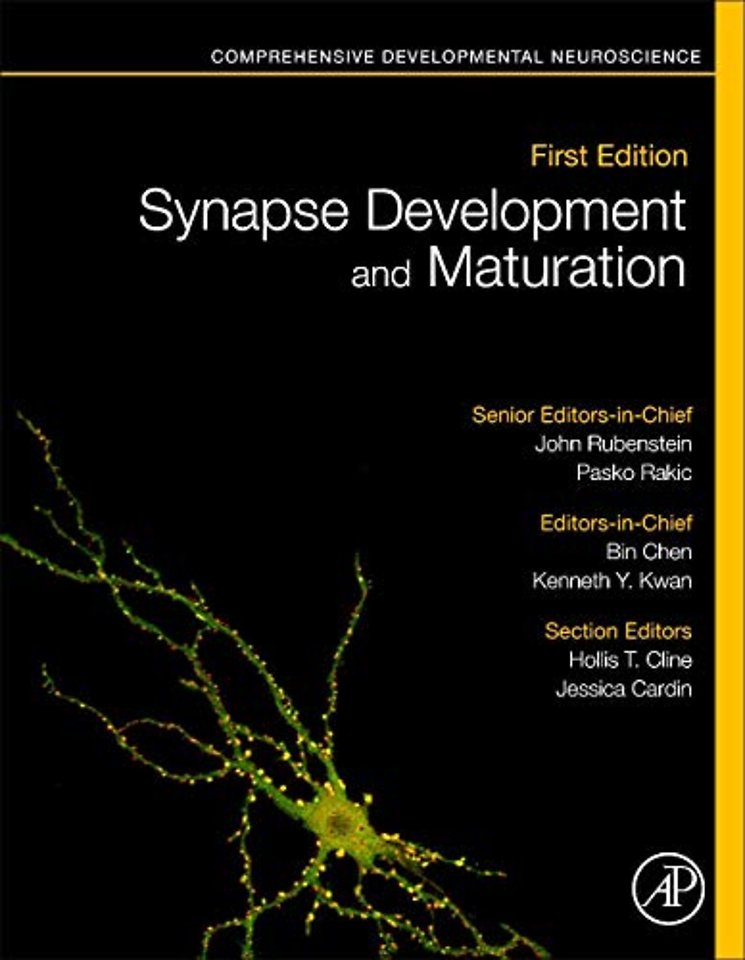 Synapse Development and Maturation