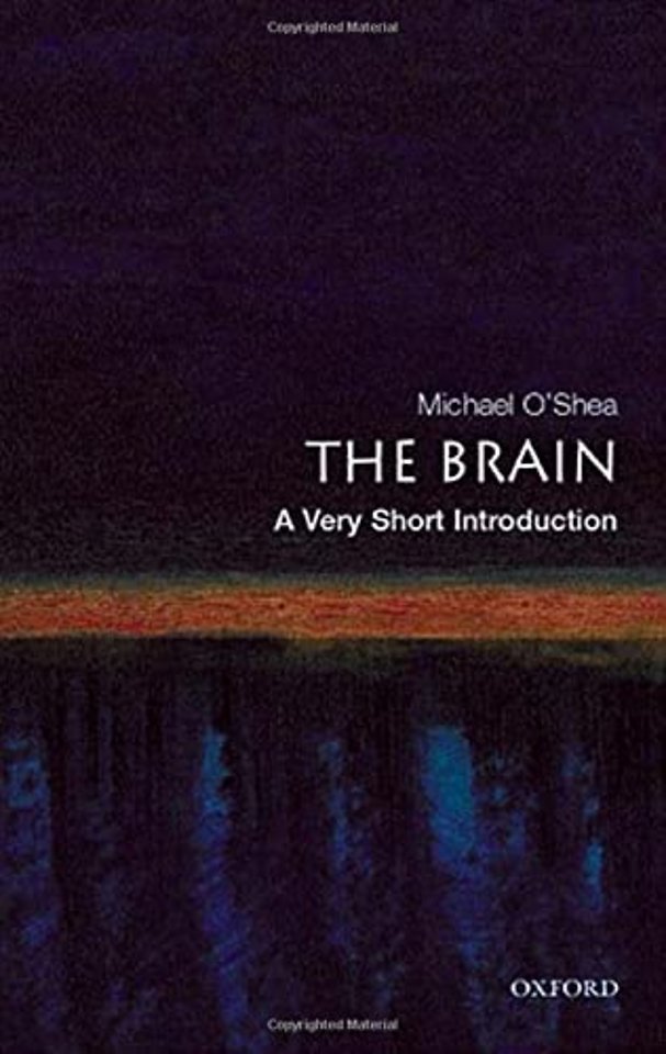 The Brain