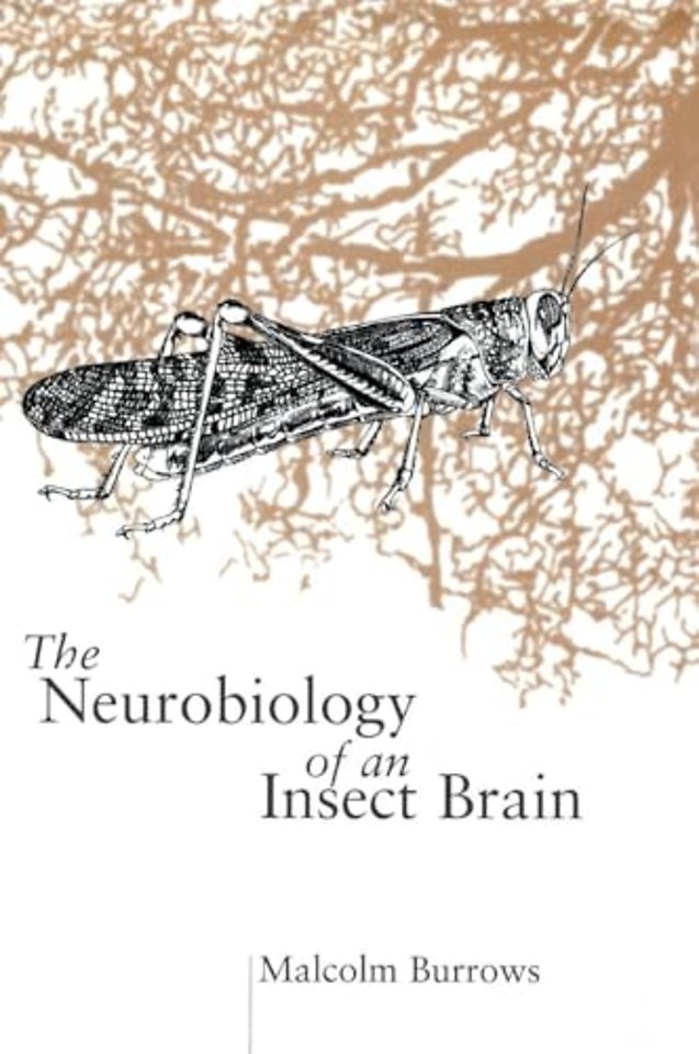 The Neurobiology of an Insect Brain