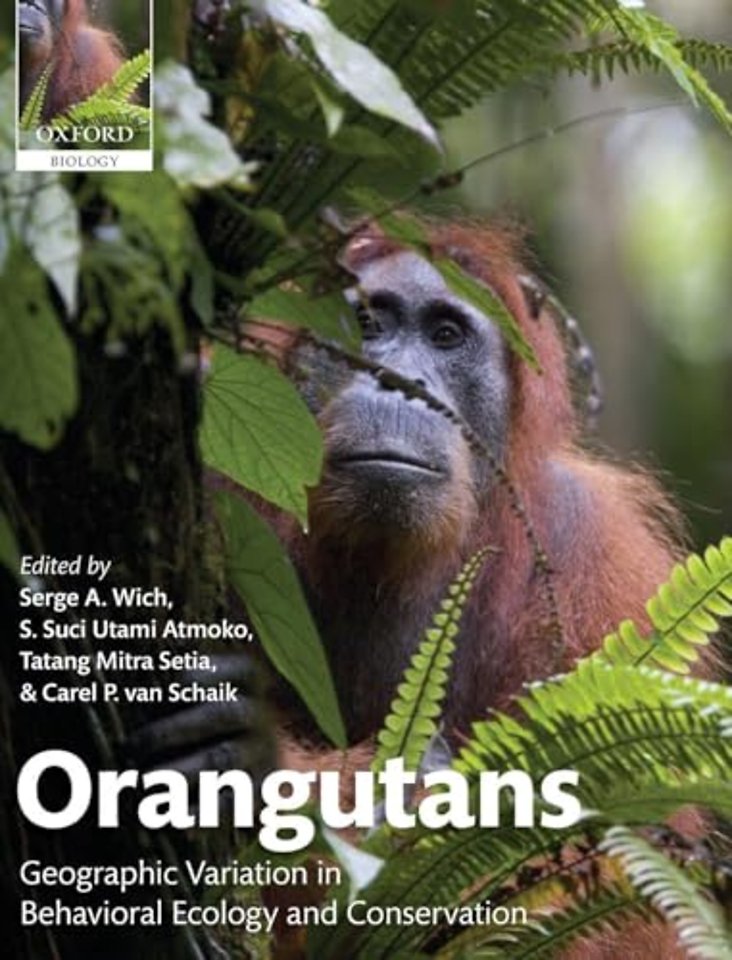 Orangutans