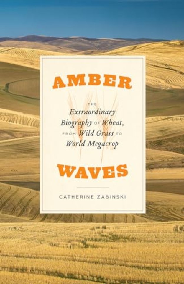Amber Waves