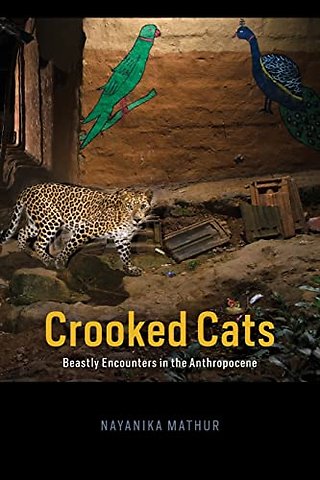 Crooked Cats