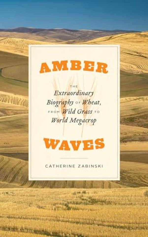 Amber Waves