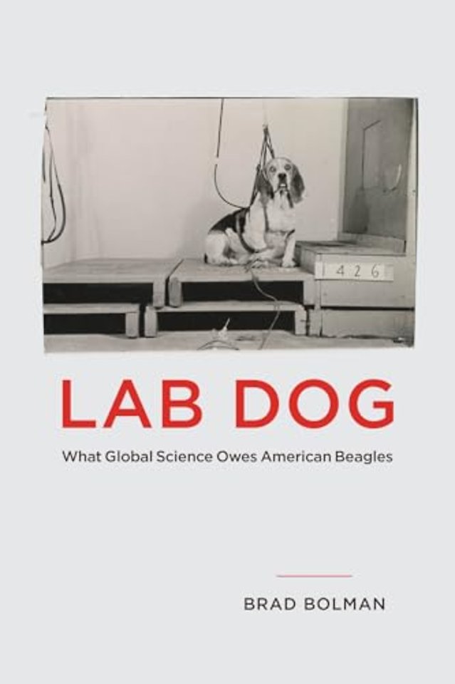 Lab Dog