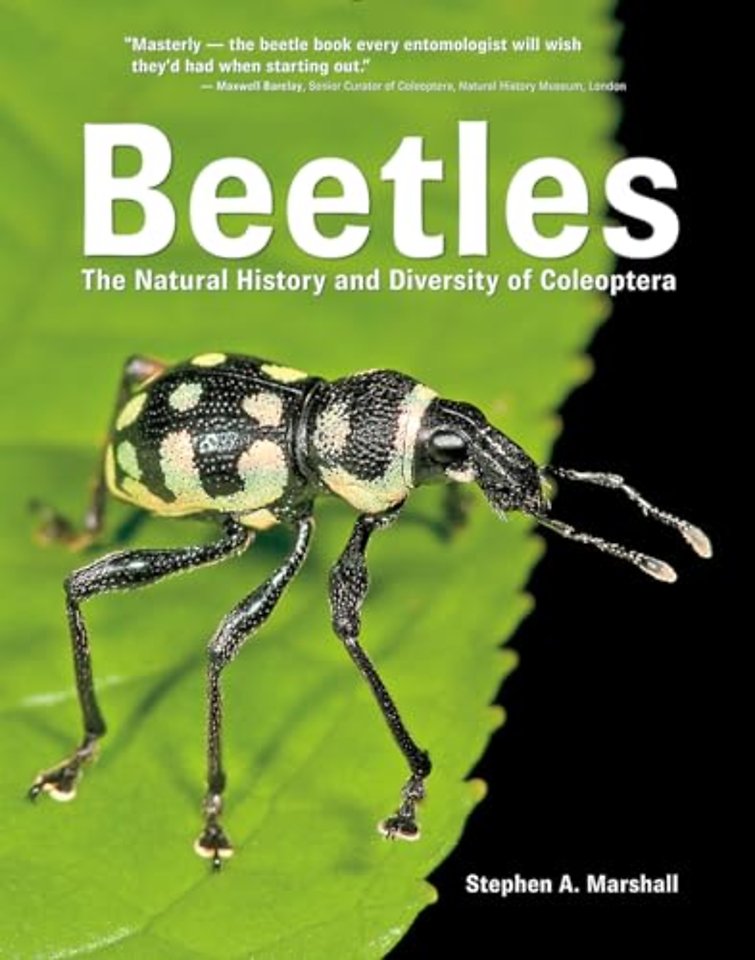 Beetles