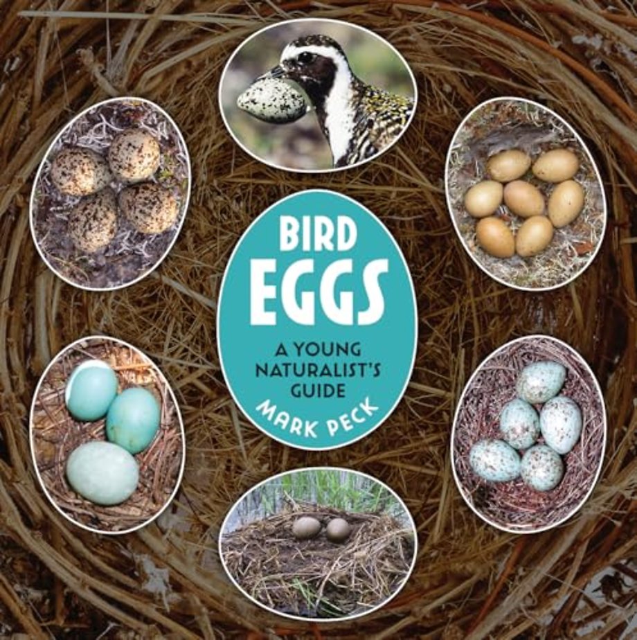 Bird Eggs