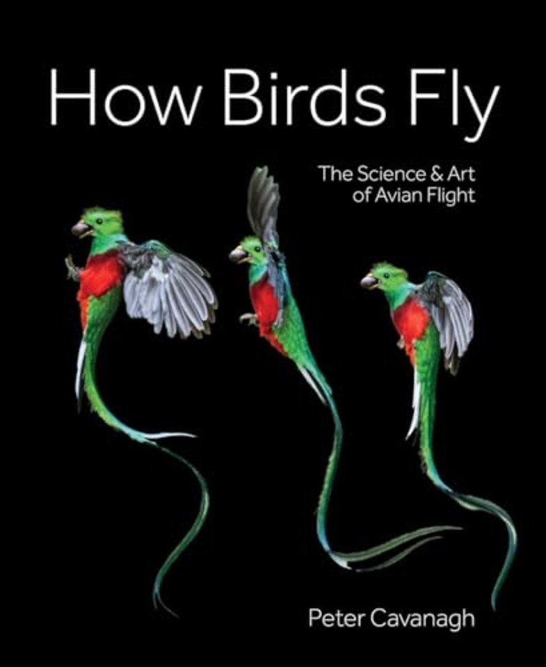 How Birds Fly