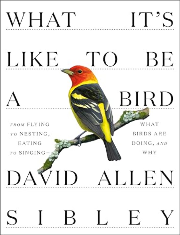 What It's Like to be a Bird