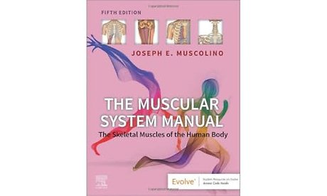 The Muscular System Manual
