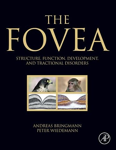 The Fovea