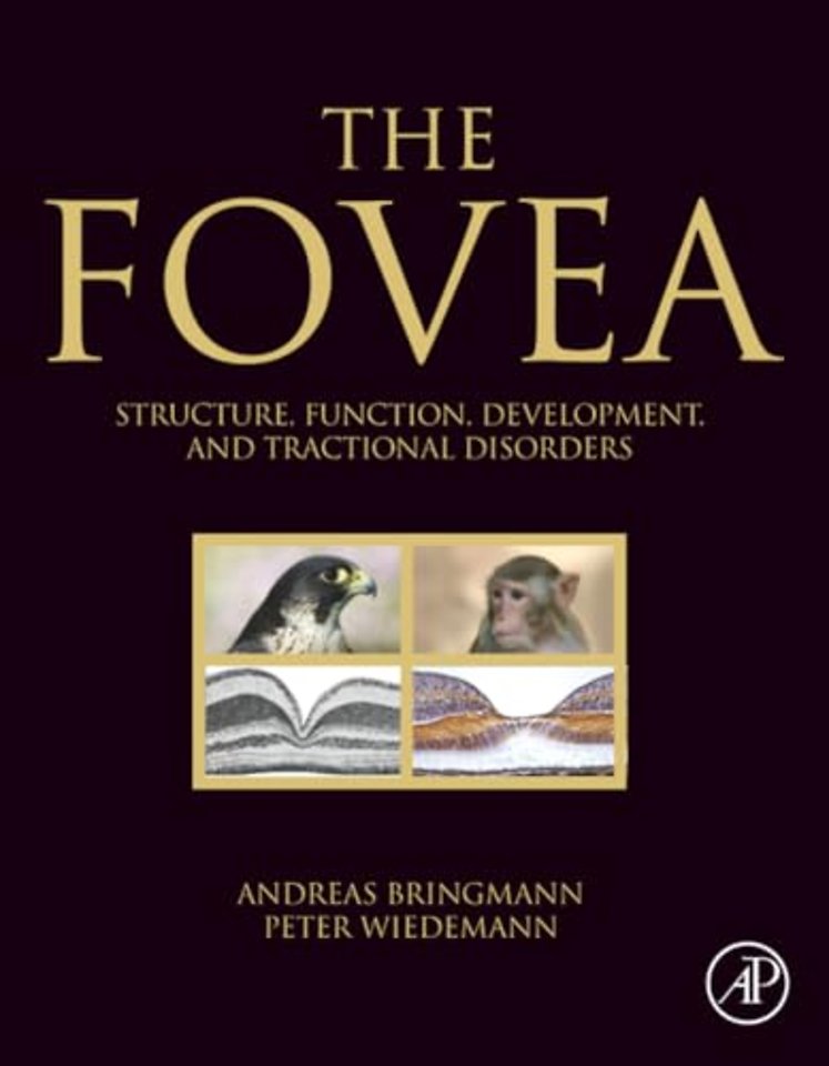 The Fovea