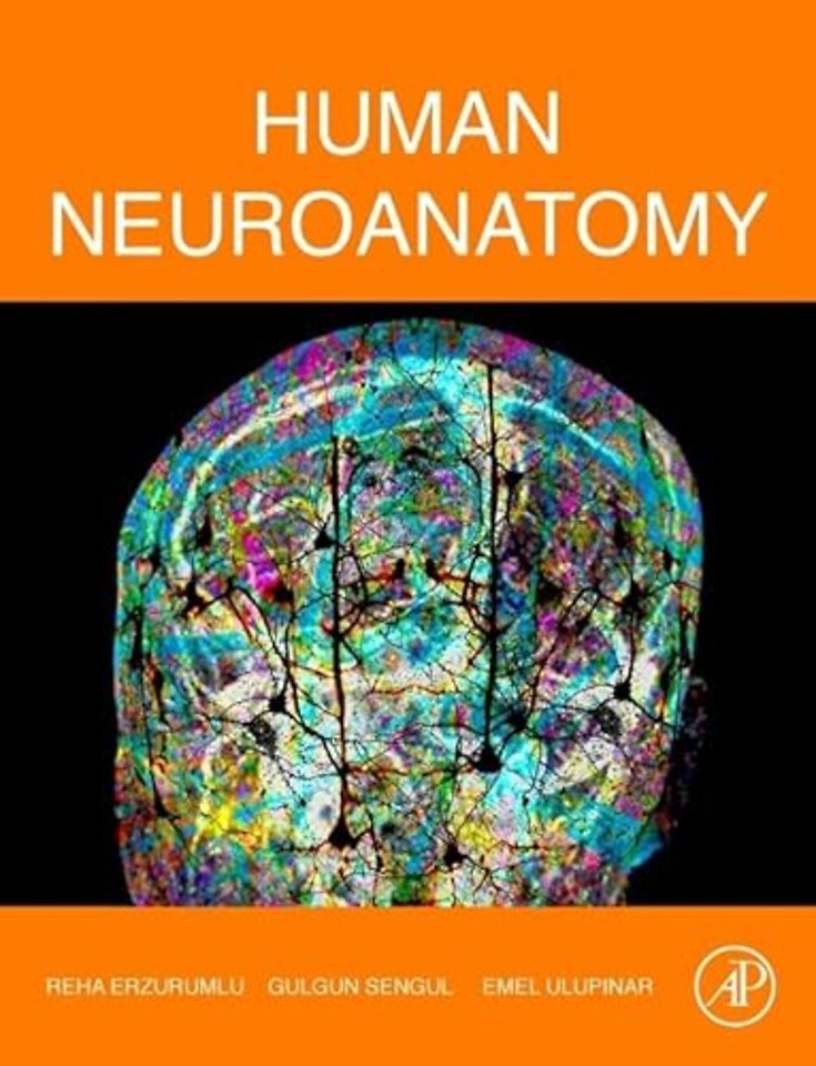 Human Neuroanatomy