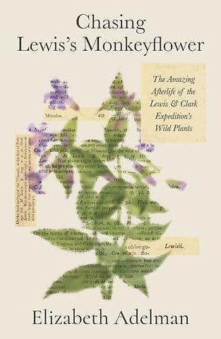 Chasing Lewis's Monkeyflower