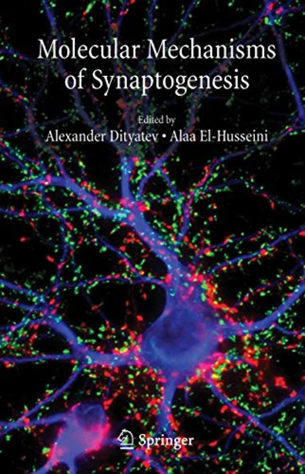 Molecular Mechanisms of Synaptogenesis