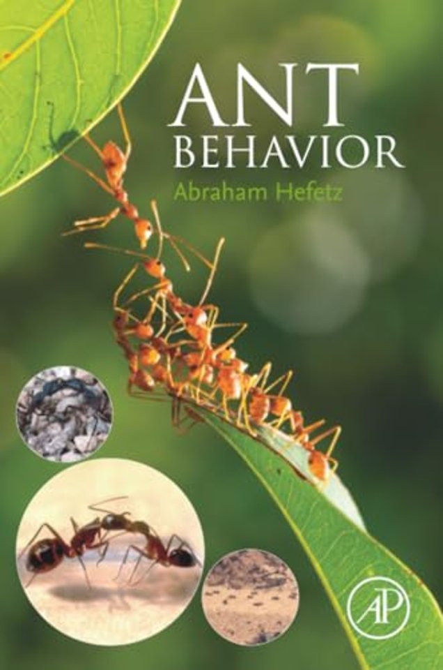 Ant Behavior