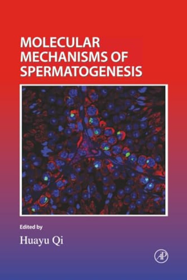 Molecular Mechanisms of Spermatogenesis