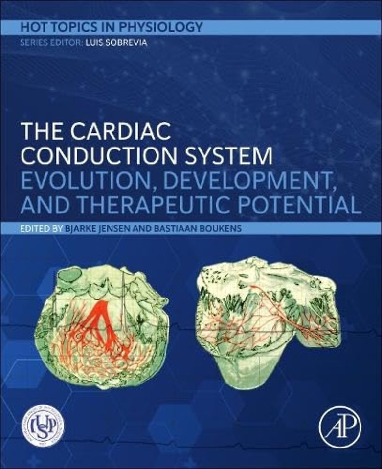 The Cardiac Conduction System