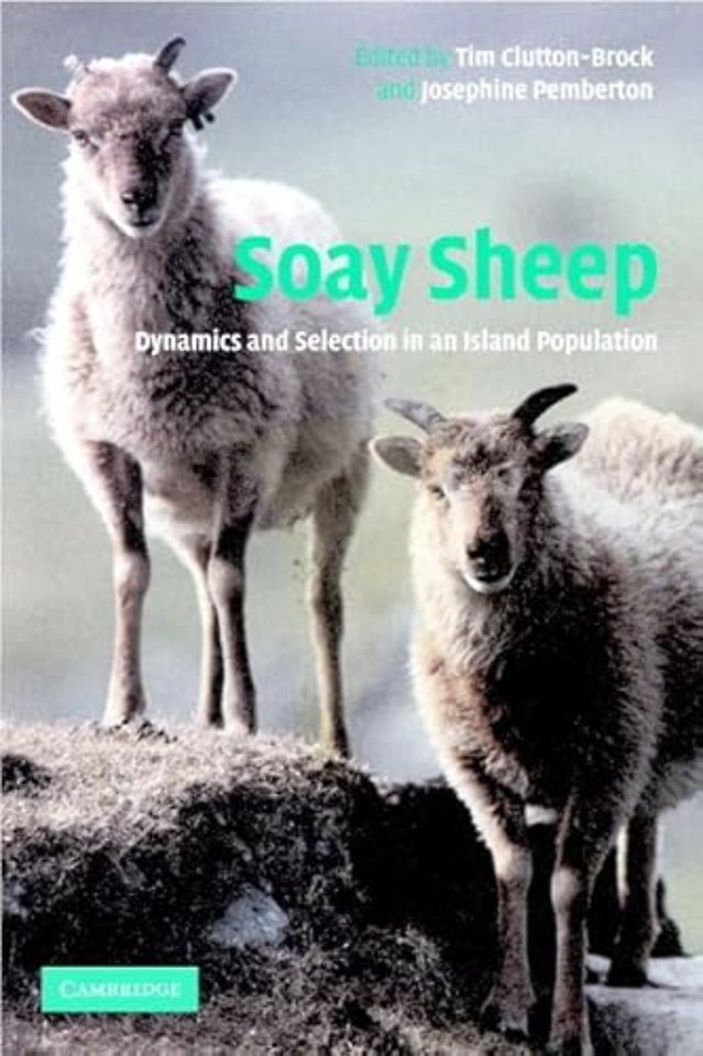 Soay Sheep