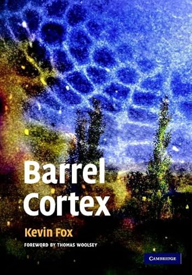 Barrel Cortex