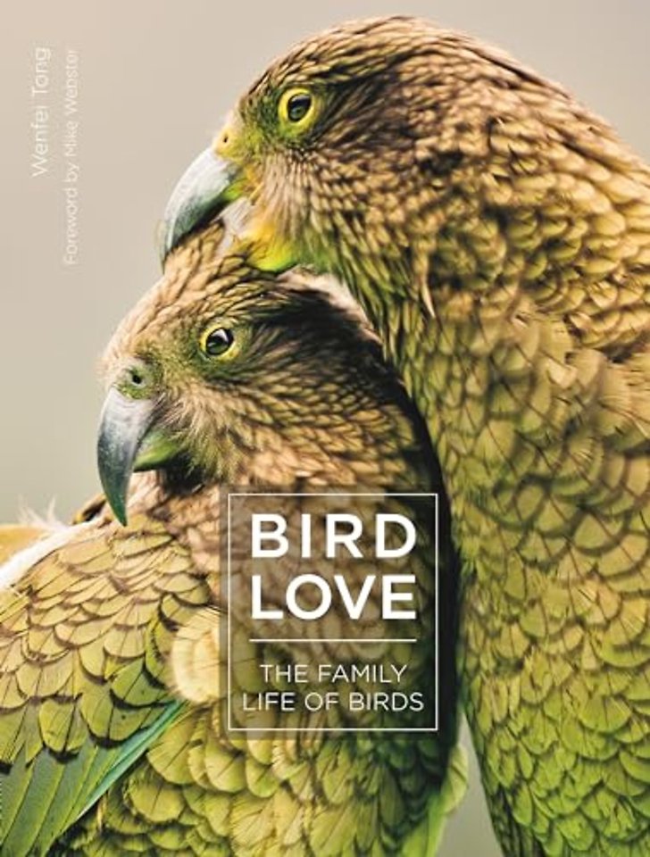 Bird Love