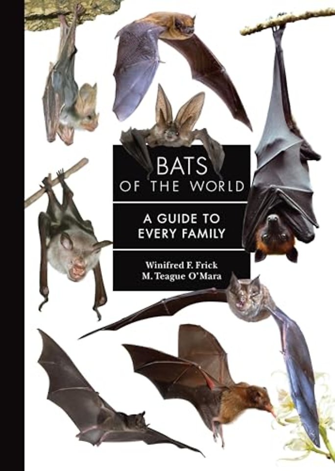Bats of the World – A Guide to Every Family