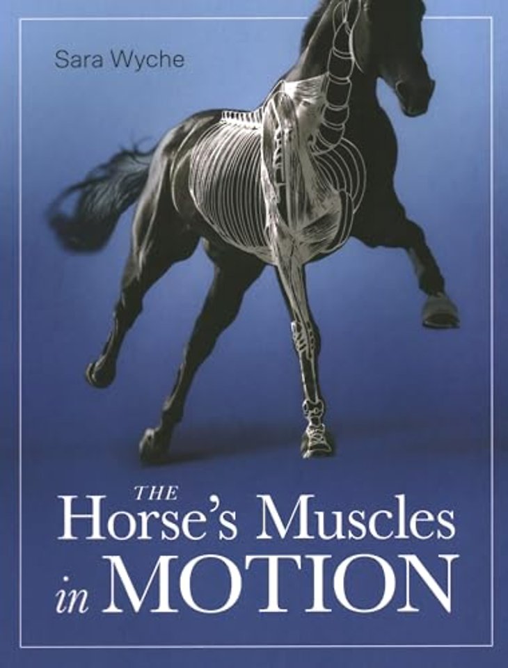 Horse`s Muscles in Motion