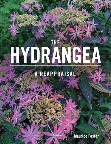 The Hydrangea