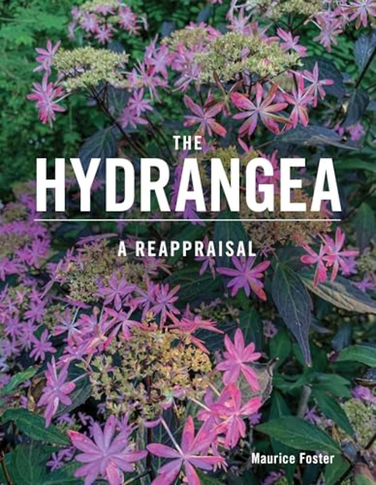 The Hydrangea