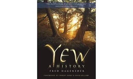 Yew