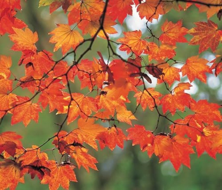 Memo Block: Autumn Leaf