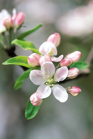 Memo Block - Apple Blossom