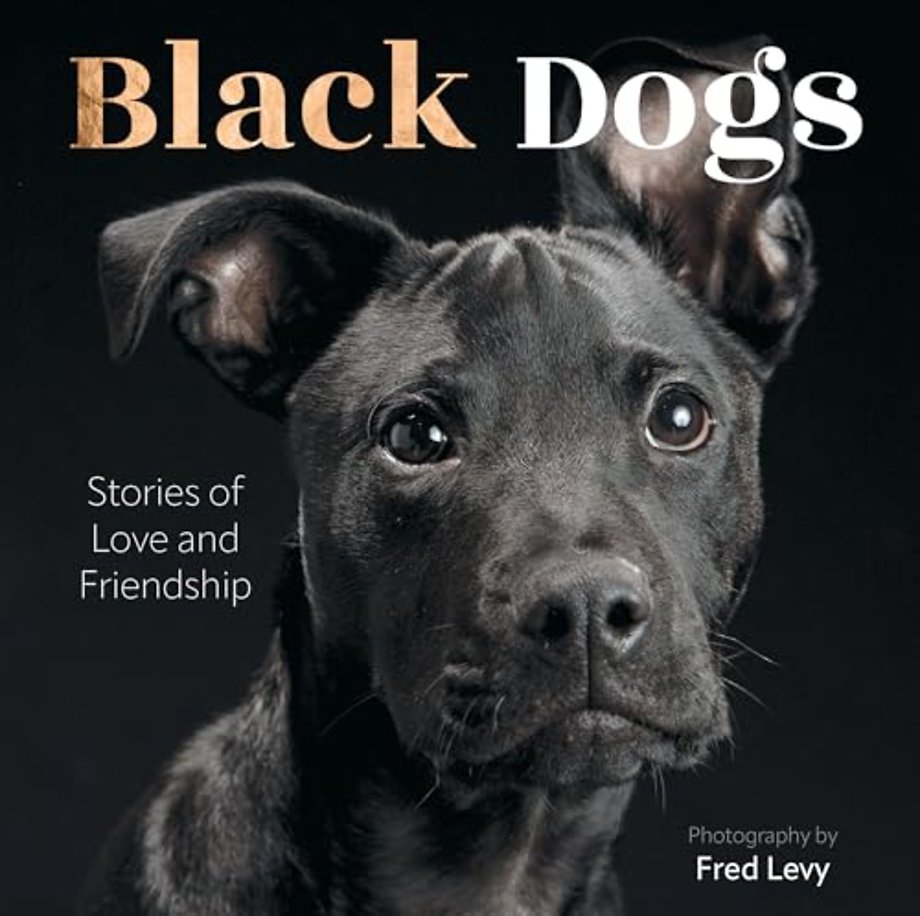 Black Dogs