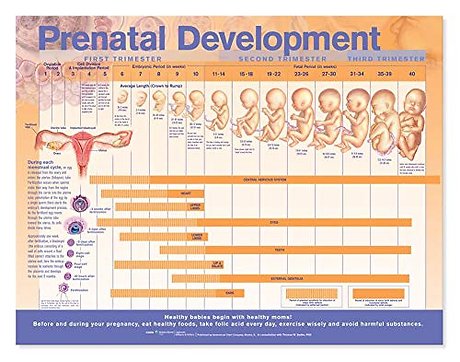Prenatal Development Anatomical Chart