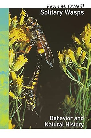 Solitary Wasps – Behavior and Natural History