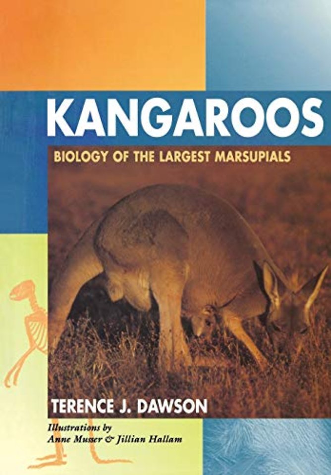 Kangaroos – Biology of the Largest Marsupials