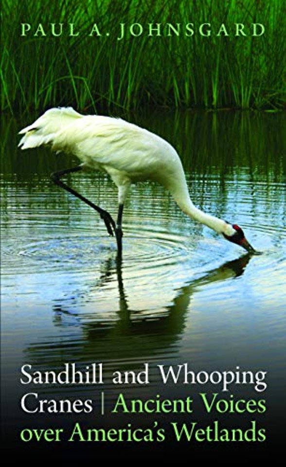 Sandhill and Whooping Cranes – Ancient Voices Over America`s Wetlands