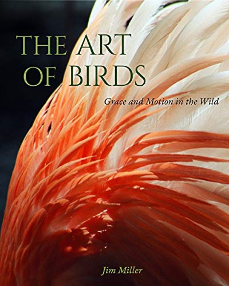 The Art of Birds – Grace and Motion in the Wild