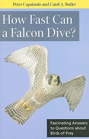 How Fast Can a Falcon Dive? – Fascinating Answers to Questions About Birds of Prey