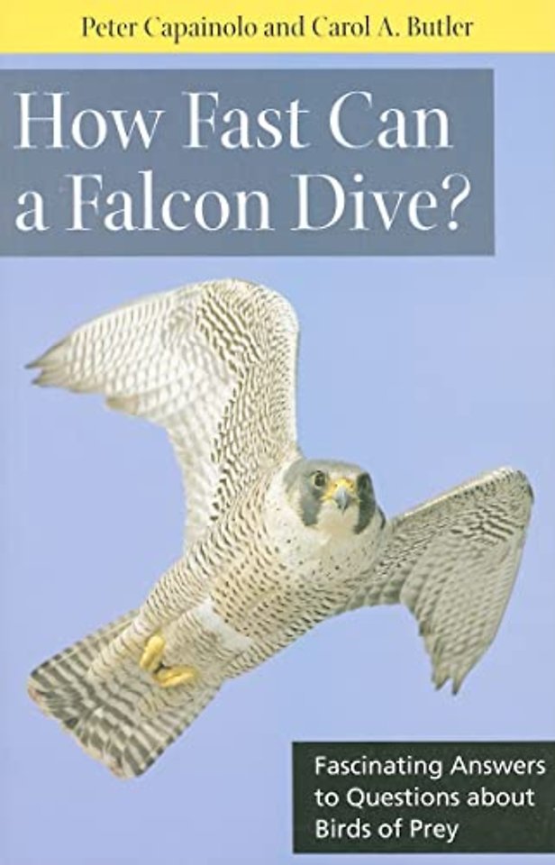 How Fast Can a Falcon Dive? – Fascinating Answers to Questions About Birds of Prey