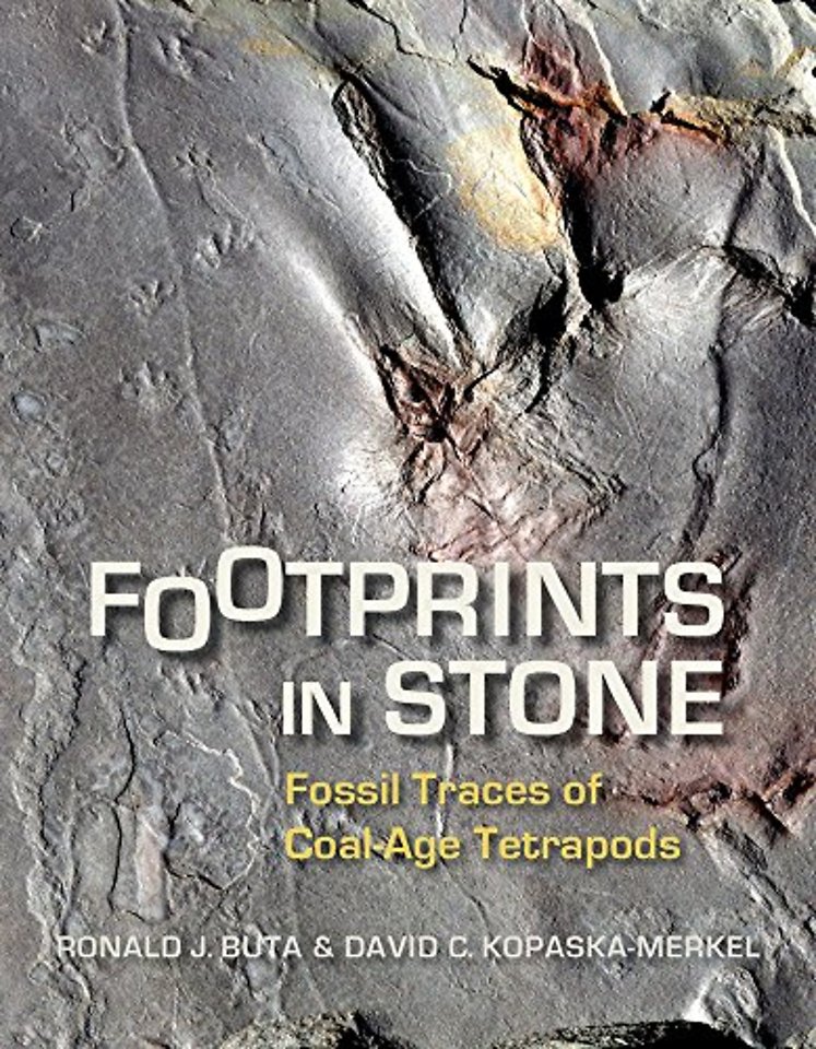 Footprints in Stone – Fossil Traces of Coal–Age Tetrapods