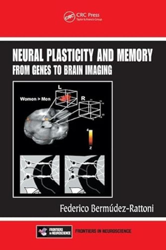 Neural Plasticity and Memory